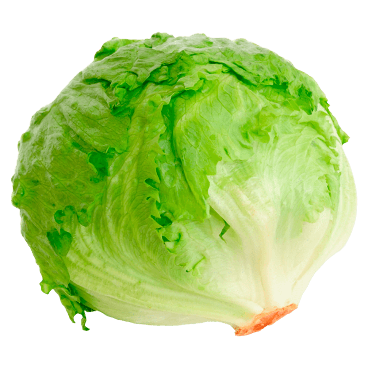 Lechuga Romana