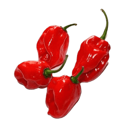 Chile Habanero 2