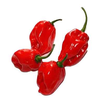 Chile Habanero - vista 2