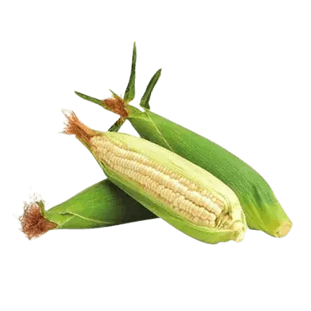 Elote