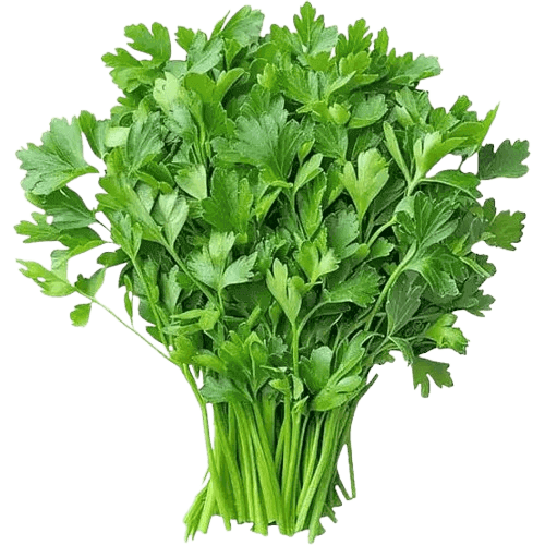 Cilantro