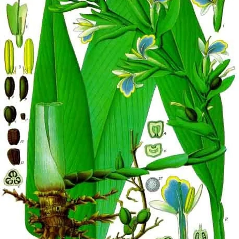 Cardamomo Molido 100g